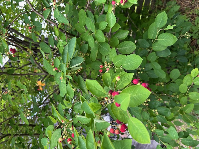 庭のジューンベリー