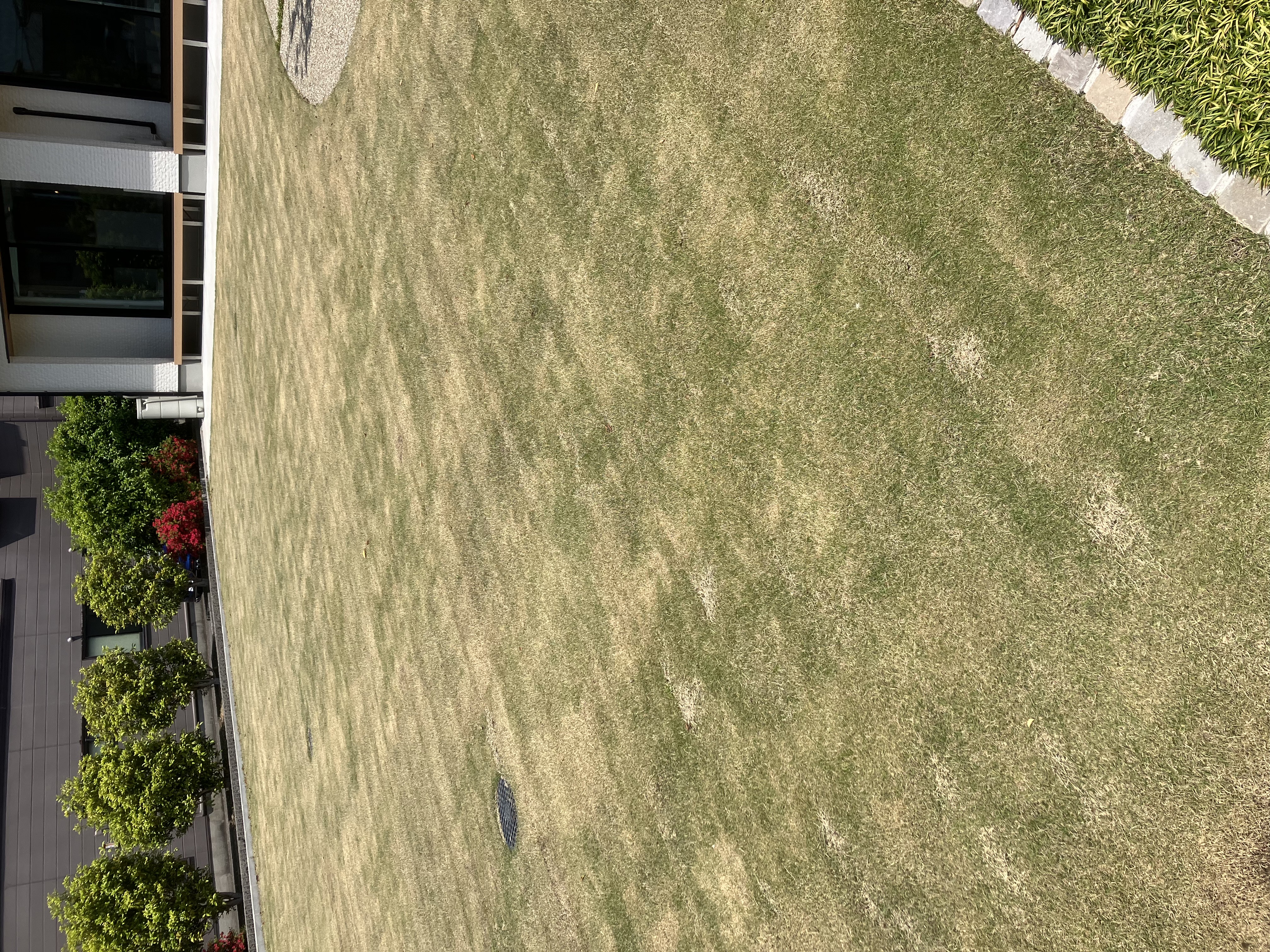 新芽が出てきた!