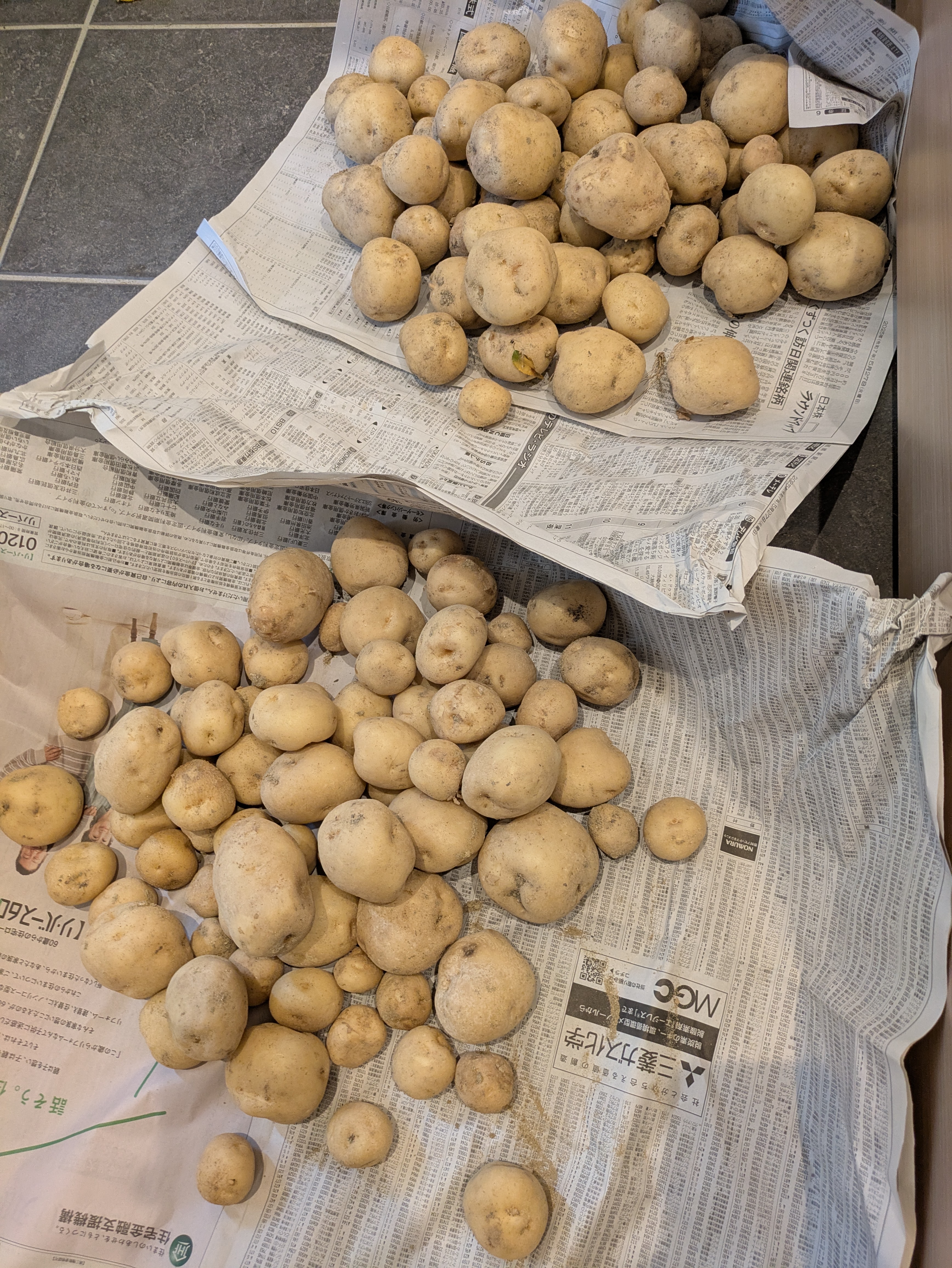 【家庭菜園】じゃがいも 収穫