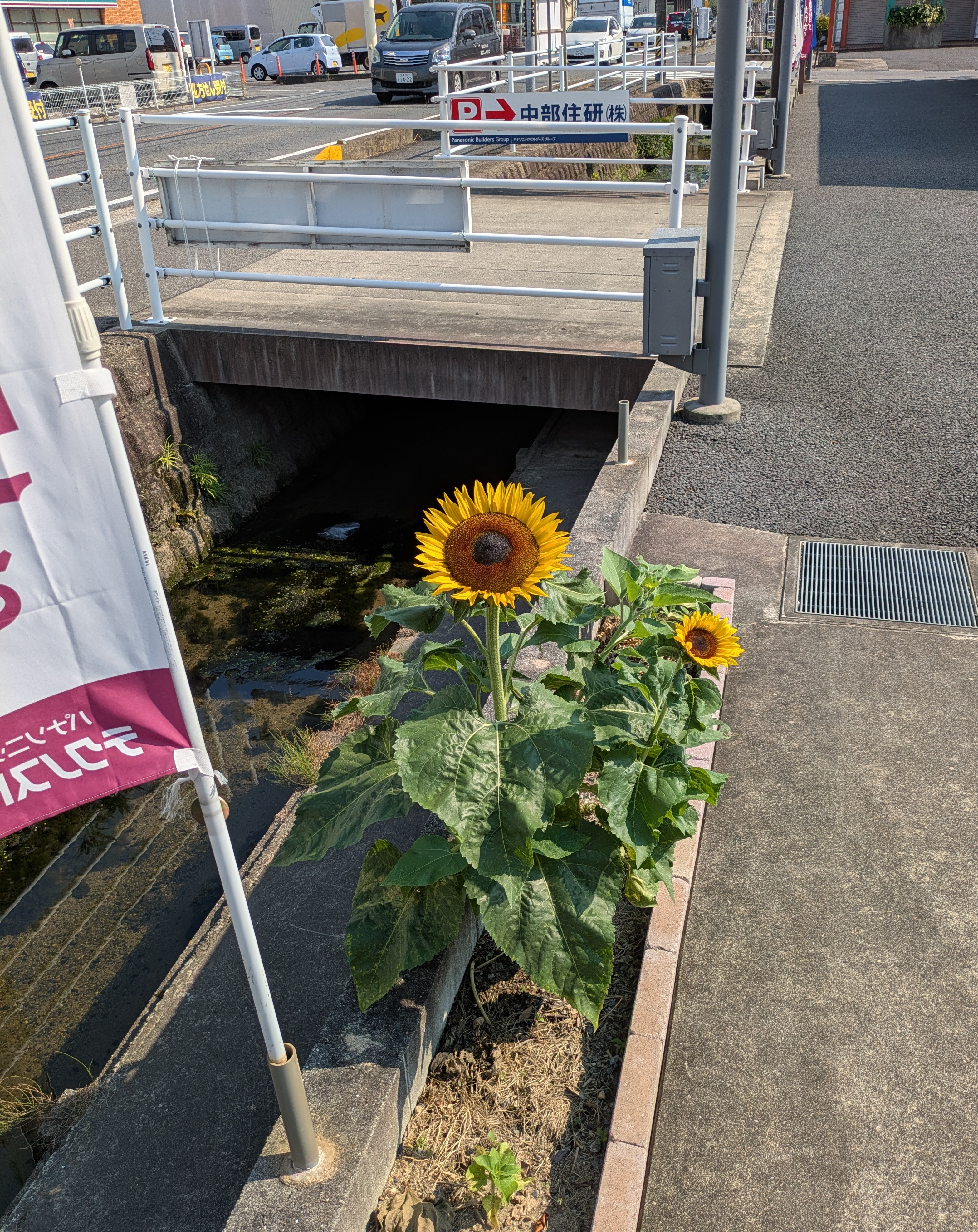 咲きましたー🌻🌻