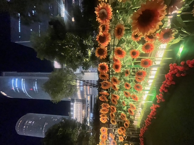 ひまわりスカイガーデン🌻